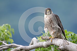 Peregrine Falcon Portrait