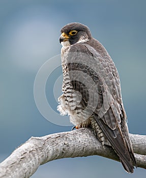 Peregrine Falcon Portrait