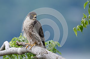 Peregrine Falcon Portrait