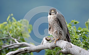 Peregrine Falcon Portrait