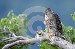 Peregrine Falcon Portrait