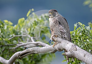 Peregrine Falcon Portrait