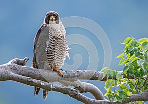 Peregrine Falcon Portrait