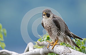 Peregrine Falcon Portrait