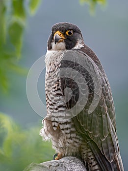 Peregrine Falcon Portrait