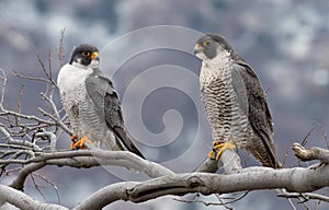 Peregrine Falcon Portrait