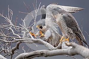 Peregrine Falcon Portrait