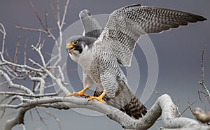 Peregrine Falcon Portrait