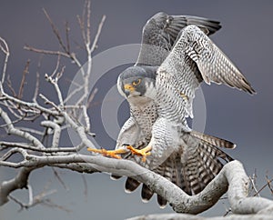 Peregrine Falcon Portrait