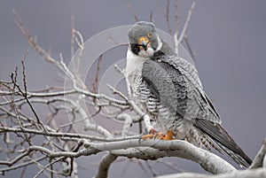 Peregrine Falcon Portrait