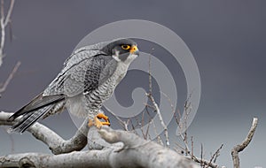 Peregrine Falcon Portrait