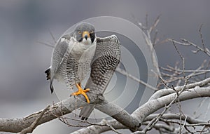 Peregrine Falcon Portrait