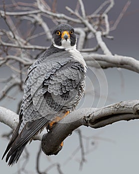 Peregrine Falcon Portrait