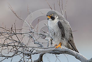 Peregrine Falcon Portrait