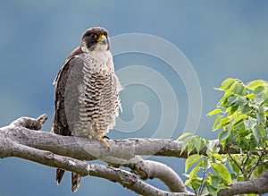 Peregrine Falcon Portrait