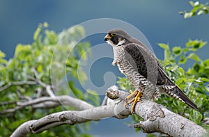 Peregrine Falcon Portrait