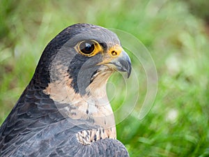 Peregrine Falcon portrait Falco peregrinus