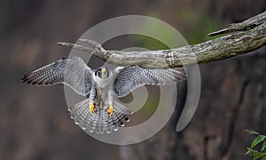 Peregrine Falcon in New Jersey