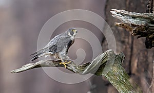 Peregrine Falcon in New Jersey