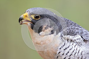 A peregrine falcon potrait