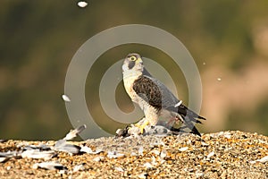 Peregrine falcon with a prey