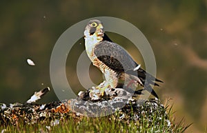 Peregrine falcon with a prey