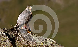 Peregrine falcon with a prey