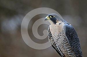 Peregrine Falcon Profile