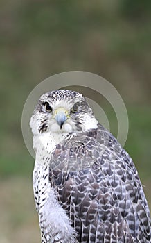 peregrine falcon is a rapacious bird with two big black eye photo