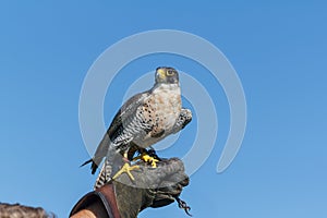 Peregrine Falcon Resting