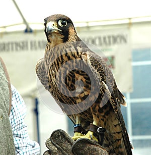 Peregrine Falcon resting on handlers glove