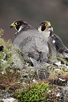Peregrine falcon on the rock. Bird of prey, Couple , a Dove, Falco peregrinus
