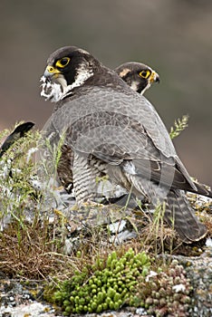 Peregrine falcon on the rock. Bird of prey, Couple sharing their prey, Falco peregrinus