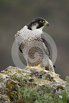 Peregrine falcon on the rock. Bird of prey, Falco peregrinus