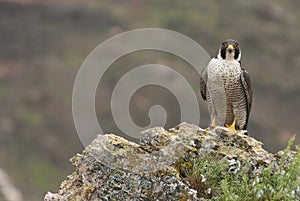 Peregrine falcon on the rock. Bird of prey, female, Falco peregrinus