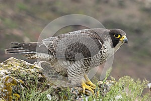 Peregrine falcon on the rock. Bird of prey, female, Falco peregrinus