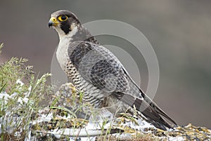 Peregrine falcon on the rock. Bird of prey, female, Falco peregrinus