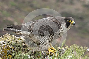 Peregrine falcon on the rock. Bird of prey, female, Falco peregrinus photo