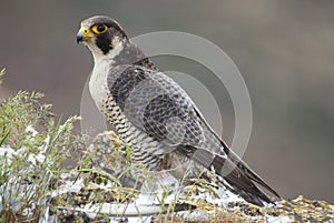 Peregrine falcon on the rock. Bird of prey, female, Falco peregrinus photo