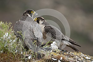 Peregrine falcon on the rock, Couple sharing their prey, a Dove, Falco peregrinus