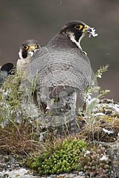 Peregrine falcon on the rock. Couple sharing their prey, a Dove, Falco peregrinus