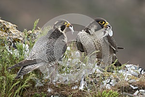 Peregrine falcon on the rock, Couple sharing their prey, a Dove, Falco peregrinus