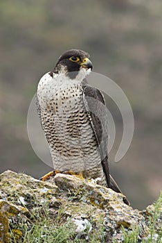 Peregrine falcon on the rock, female portrait, Falco peregrinus