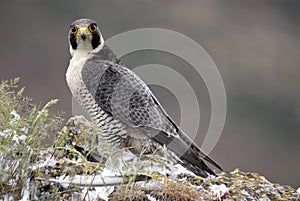 Peregrine falcon on the rock. female portrait, Falco peregrinus