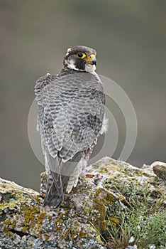 Peregrine falcon on the rock. Male portrait, Falco peregrinus