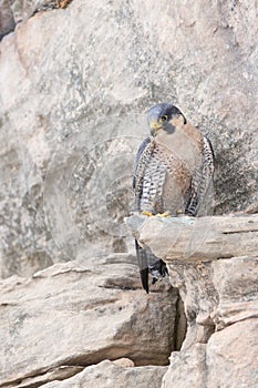 Peregrine falcon on rocky ledge