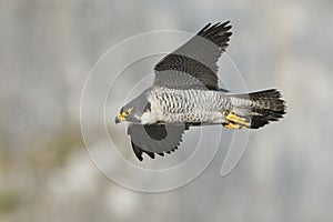 Peregrine falcon, Scientific name: Falco peregrinus
