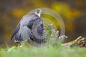 Peregrine falcon sitting on meadow in summer from back