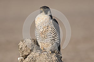 The peregrine falcon sitting on Mud hill, Rann of Katchh, Gujarat, India