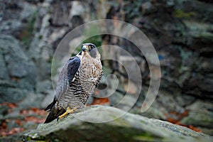 Peregrine Falcon sitting in the rock with, Rare bird in the nature habitat. Falcon in the Czech mountain Ceske Svycarsko National